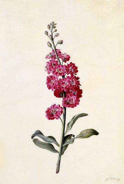 Stock, Matthiola incana, c.1746 by Georg Dionysius Ehret